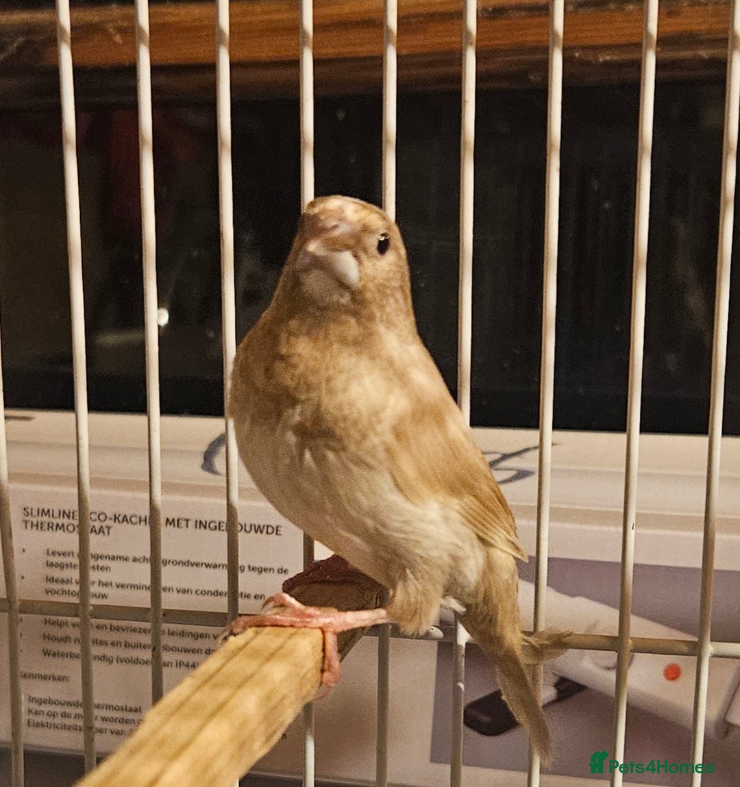 Finches birds for sale: Goldfinches, Bengalese finches & Zebra Finches - Advert 15