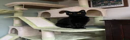 Mixed Breed cats for sale: Black cat  - Advert 4