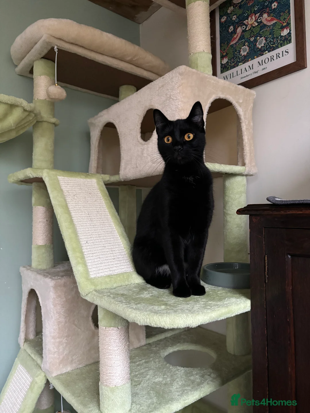 Mixed Breed cats for sale: Black cat  - Advert 4