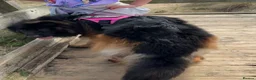 German Shepherd dogs for stud: Long Haired Black & Tan GSD Stud  - Advert 4
