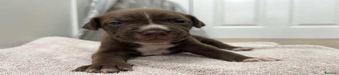 American Bull Staffy Puppy 8