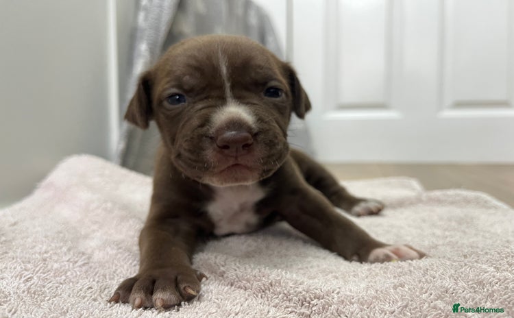 American Bull Staffy dogs - Advert 1