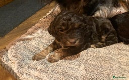 Cockapoo dogs for sale: Taking Genuine Enquired Phantom Female Cockapoo - Image 27