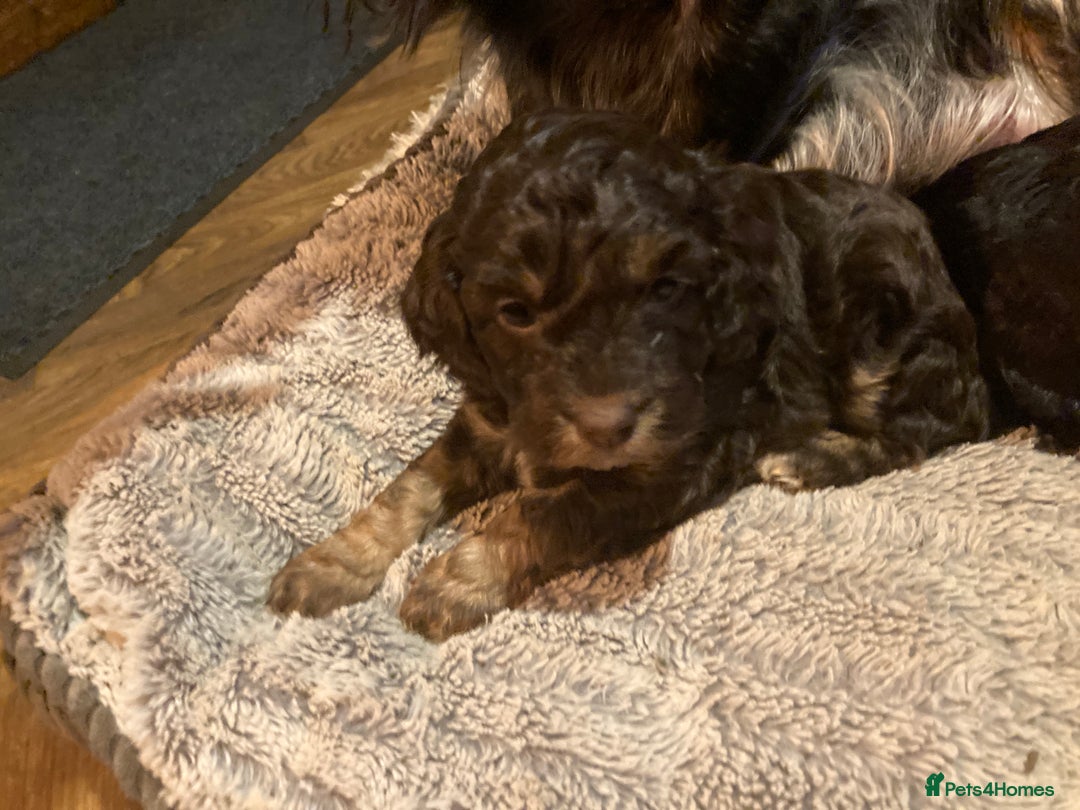 Cockapoo dogs for sale: Taking Genuine Enquired Phantom Female Cockapoo - Image 27