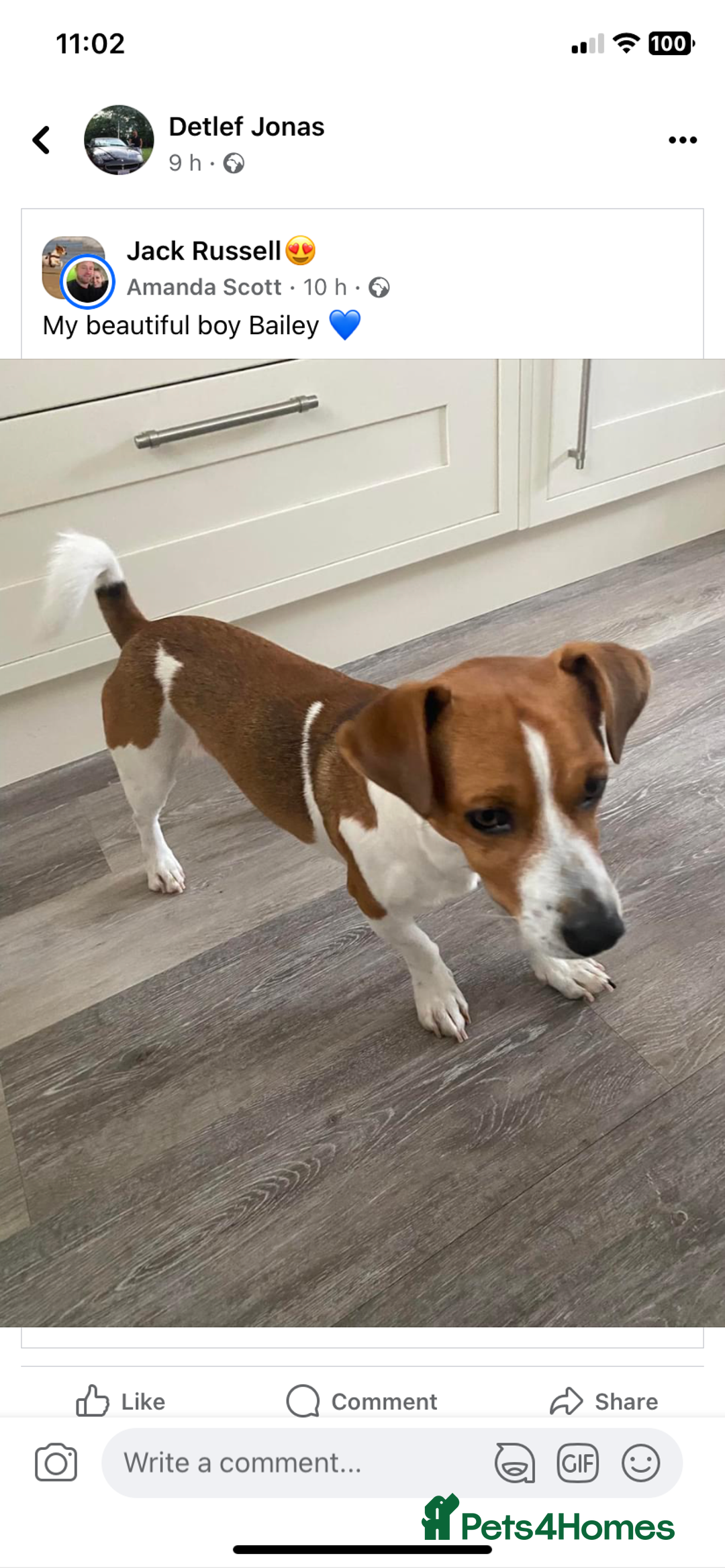 Jack Russell dogs for stud: A beautiful good natured boy - Image 3