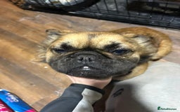 French Bulldog dogs for sale: Fluffy French bulldog - Advert 1