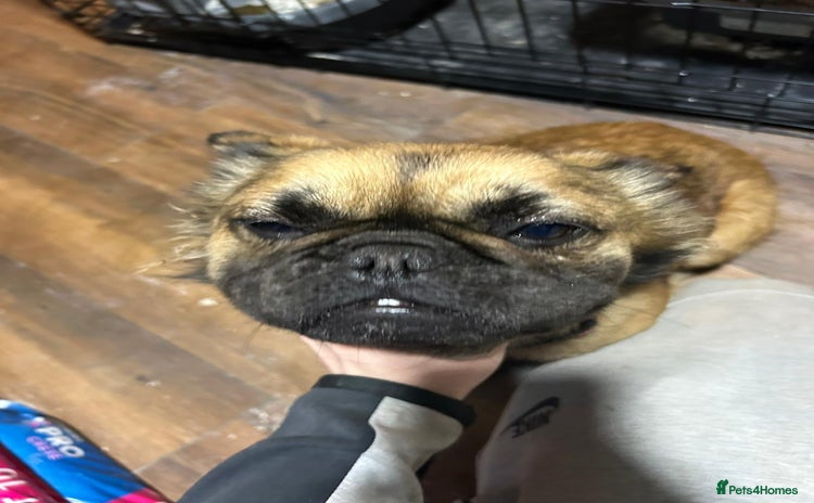 French Bulldog dogs Fluffy French bulldog - Advert 2