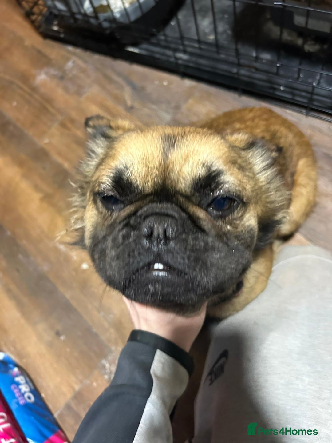 French Bulldog dogs for sale: Fluffy French bulldog - Advert 1