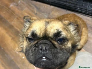 French Bulldog dogs Fluffy French bulldog - Advert 15