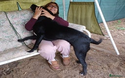 Mixed Breed dogs for adoption: Meet SHEAMUS - a handsome boy for a confident Home - Image 7
