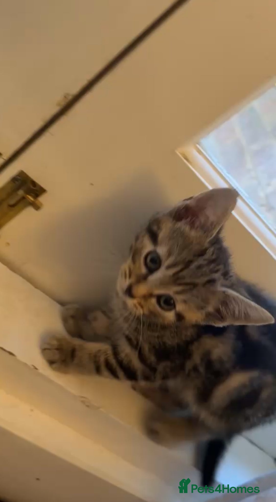 Mixed Breed cats for sale: 3 half Russian blue and mixed breed tabby - Image 3