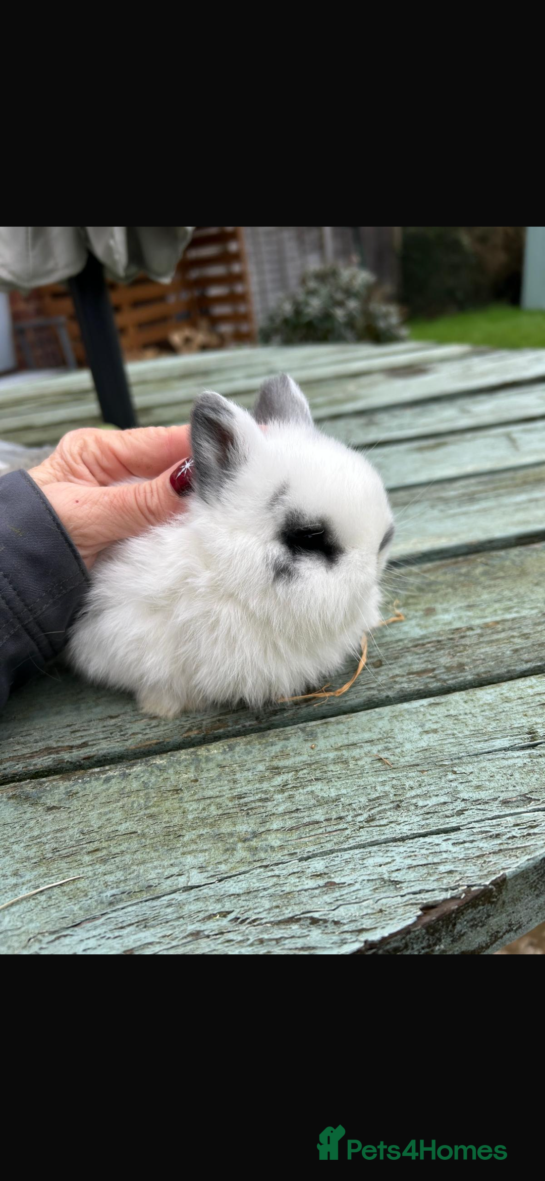 Netherland Dwarf rabbits for sale: Netherland Dwarf - Advert 1