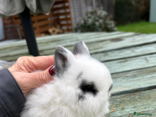 Netherland Dwarf rabbits Netherland Dwarf - Advert 2