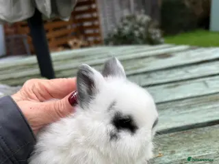 Netherland Dwarf rabbits Netherland Dwarf - Advert 4