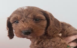 Cockapoo dogs for sale: Beautiful F1 red/golden cockapoo puppies - Image 5