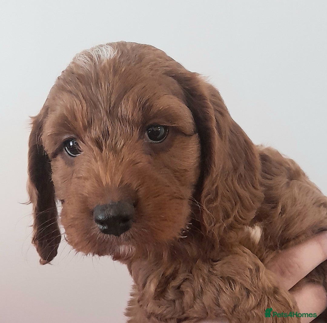 Cockapoo dogs for sale: Beautiful F1 red/golden cockapoo puppies - Image 5