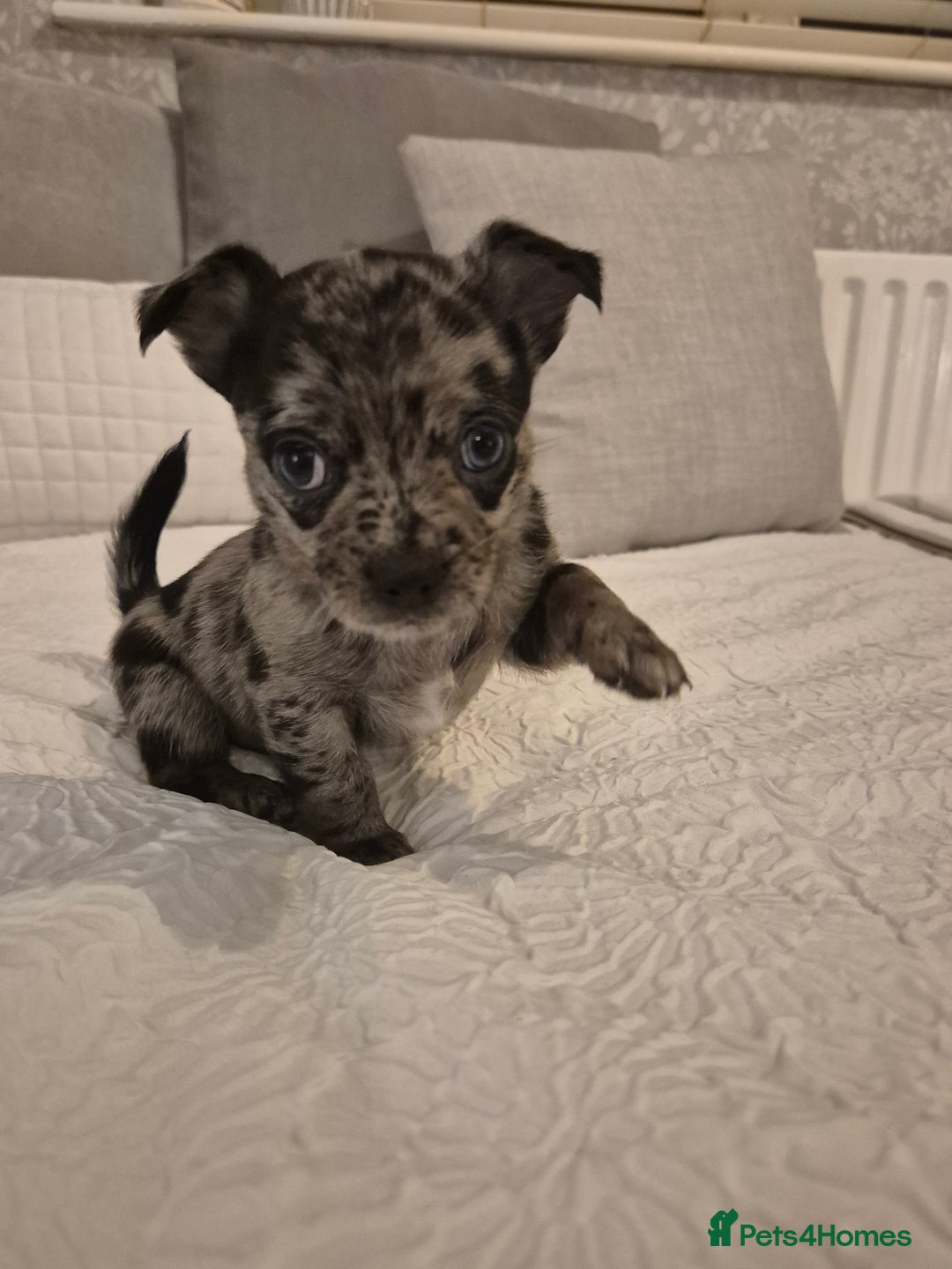 Chihuahua dogs for sale: 4 pure breed chihuahua, 2 merle  2 twins - Advert 3