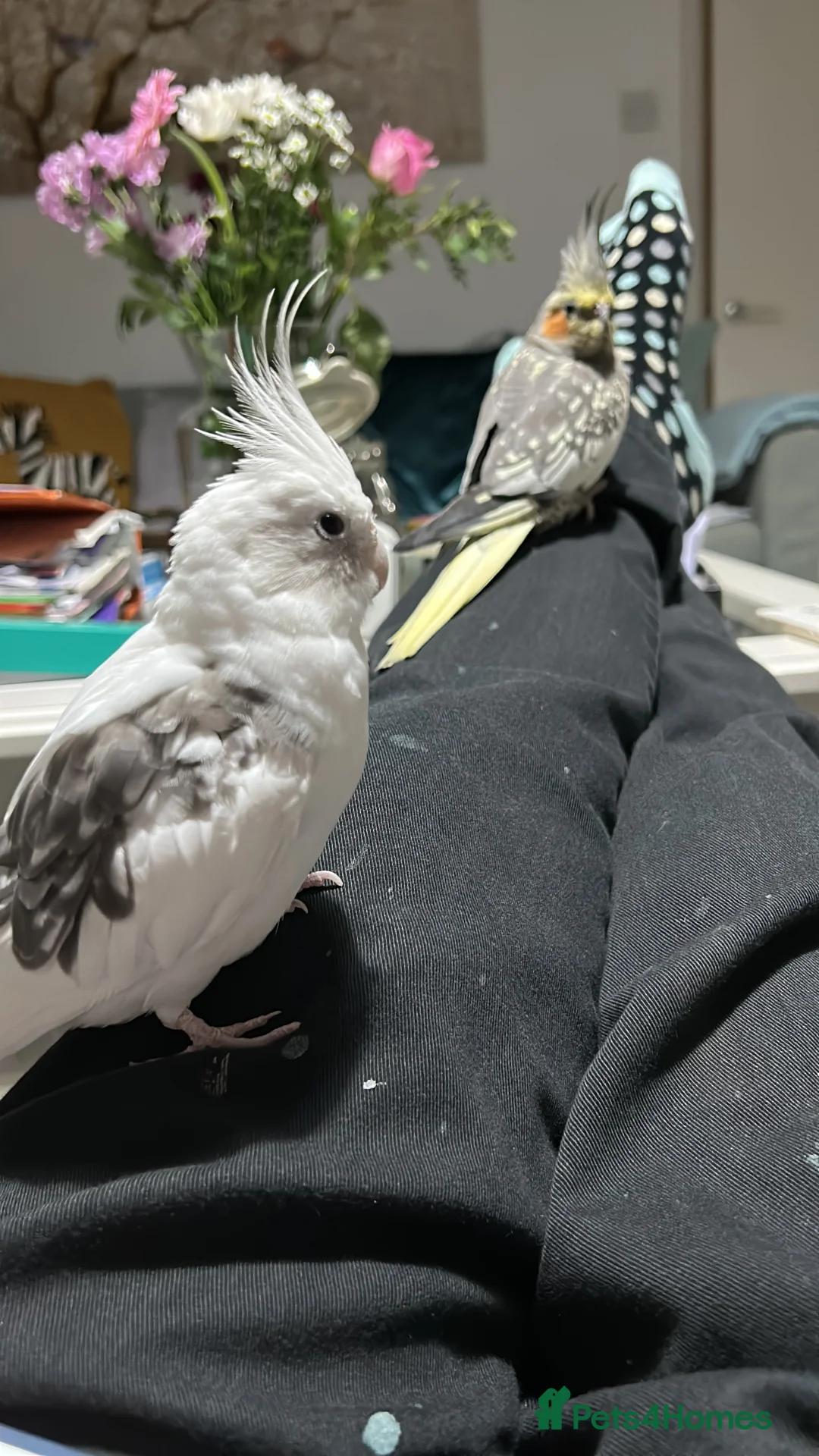 Cockatiels birds for sale: Two Loving Female Cockatiels for Rehoming - Advert 14