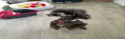 Toy Poodle dogs for sale: ⭐️Toy Poodle With silver ⭐️ - Advert 2