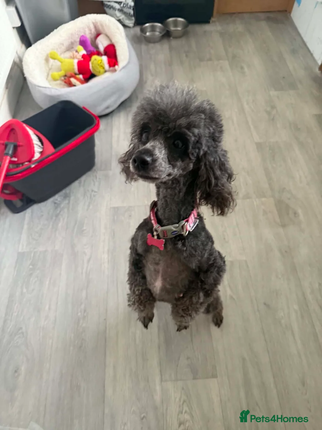 Toy Poodle dogs for sale: ⭐️Toy Poodle With silver ⭐️ - Advert 2