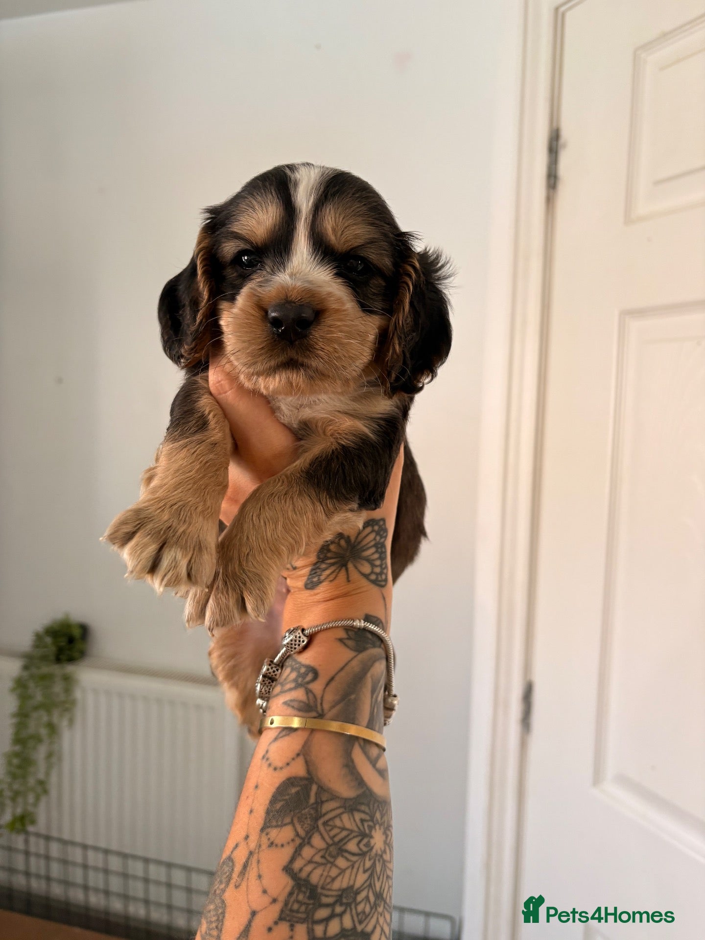 Cocker Spaniel dogs Gorgeous cocker spaniels READY NOW 💖🐾 - Advert 14