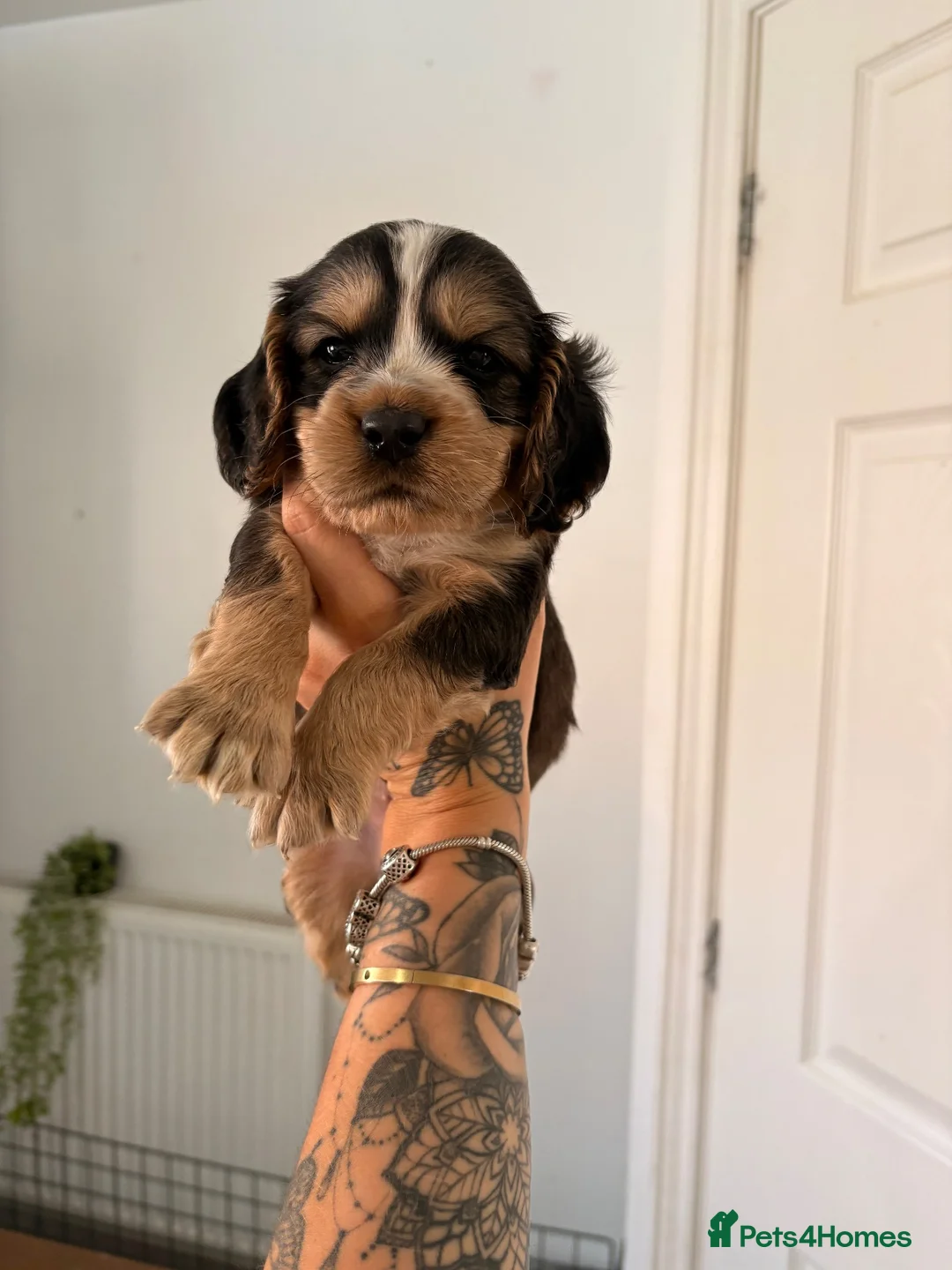 Cocker Spaniel dogs for sale: Gorgeous cocker spaniels READY NOW 💖🐾 - Advert 1