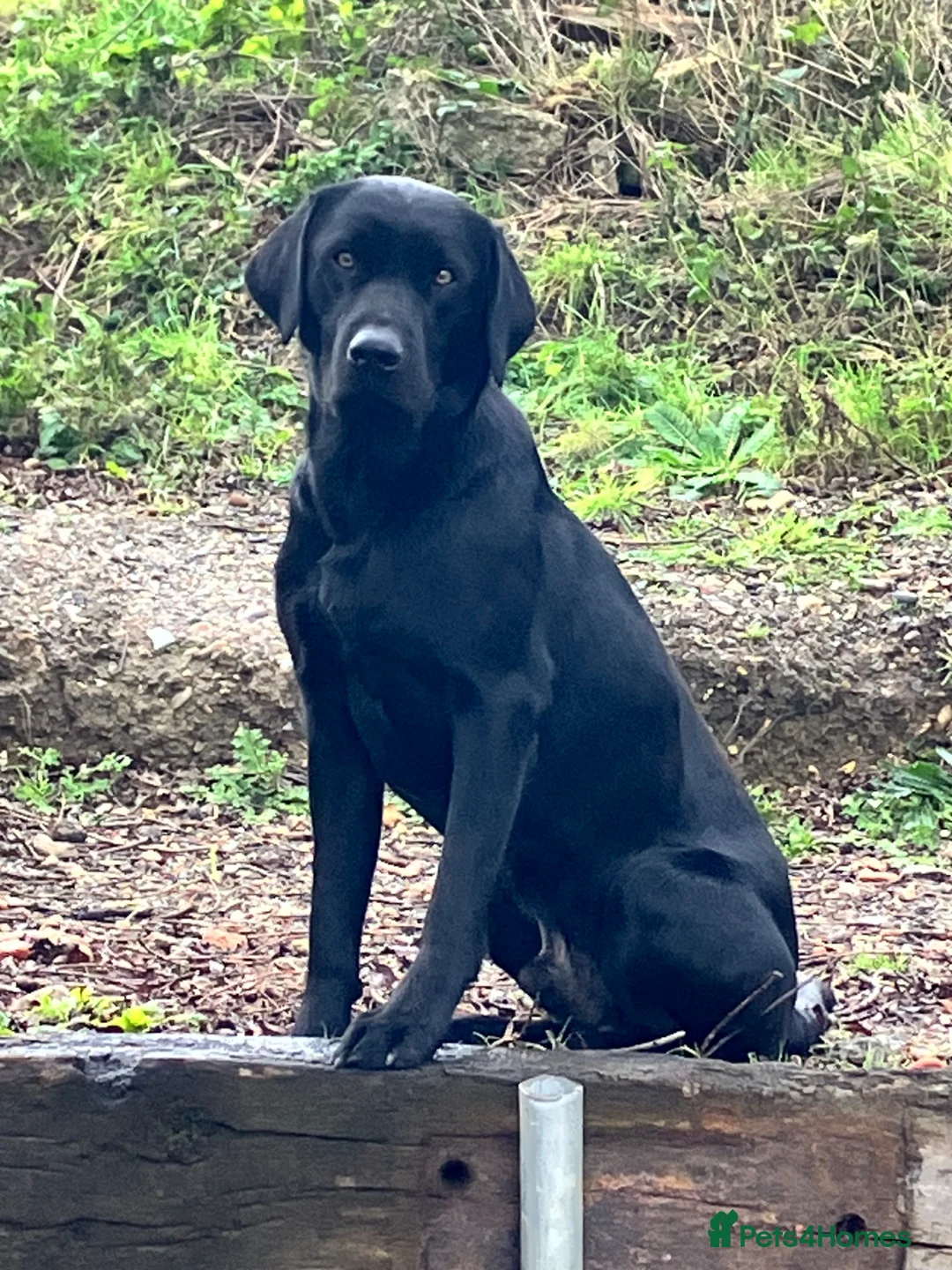 Labrador Retriever dogs for stud: Perfect Health Scored, Black Lab, Carries Yellow - Advert 1