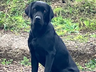 Labrador Retriever dogs for stud: Perfect Health Scored, Black Lab, Carries Yellow - Advert 1