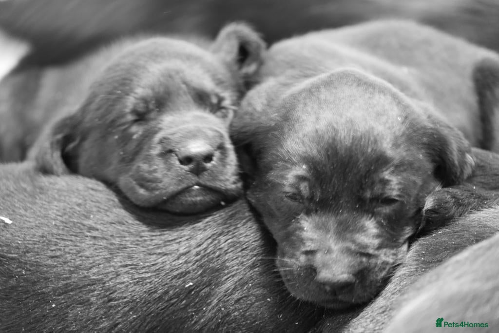 Labrador Retriever dogs Exceptionally well bred Labrador puppies - Advert 1