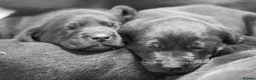 Labrador Retriever dogs for sale: Exceptionally well bred Labrador puppies in Clitheroe - Advert 1