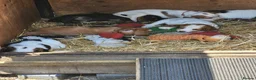 Sprocker dogs for sale: Sprocker Spaniels from Registered Breeder  - Advert 9