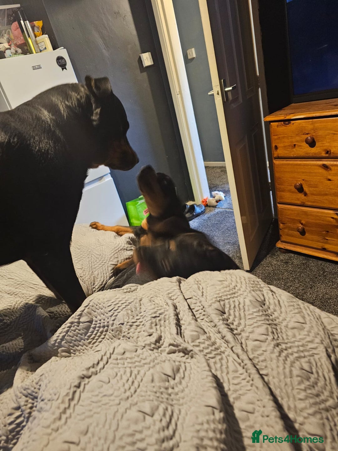 Rottweiler dogs for sale: Beautiful 3/4 Rottweiler 1/4 sharpei boy for sale  - Advert 7