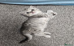 Scottish Fold cats for sale: Adorable Scottish fold Straight Ears Kittens  - Image 7