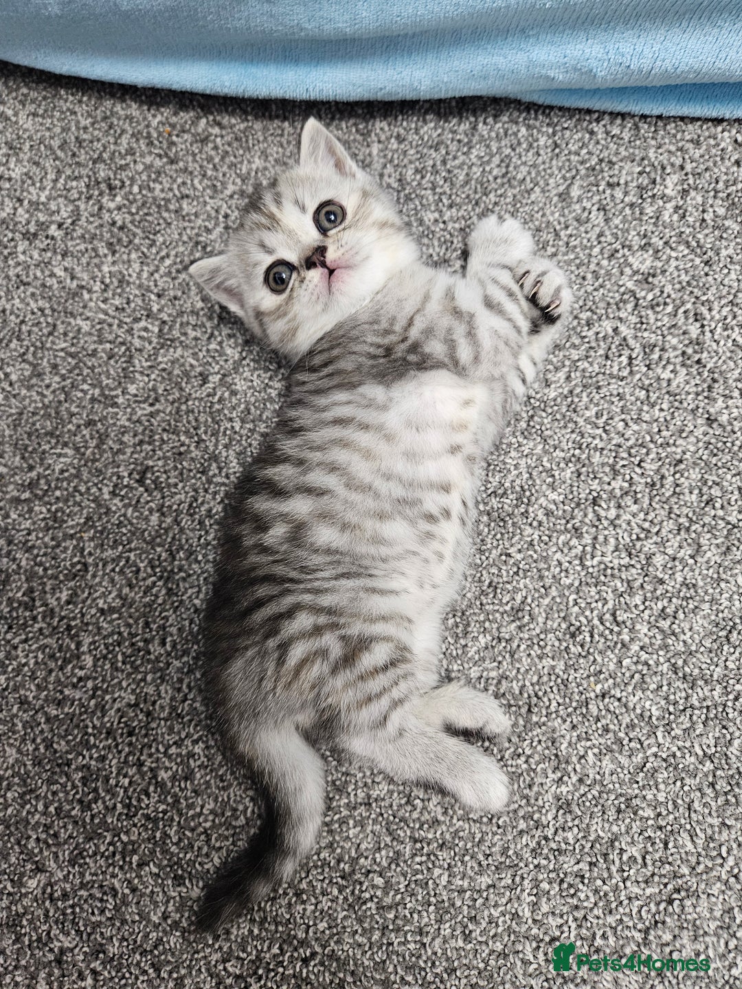 Scottish Fold cats for sale: Adorable Scottish fold Straight Ears Kittens  - Image 7
