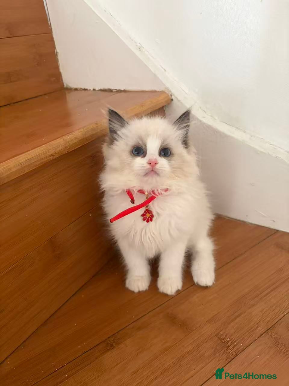 Ragdoll cats Ragdoll cat - Advert 2