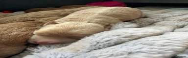 Cavapoo 2