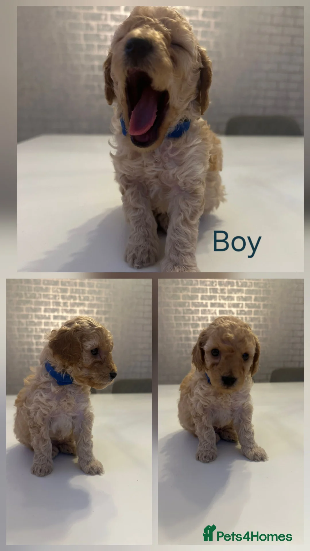 Toy Poodle dogs for sale: Beautiful Toy Poodles - 3 Boys and 2 Girls - Advert 5