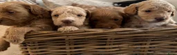 Cockapoo dogs for sale: ⭐⭐OUTSTANDING COCKAPOO PUPPIES⭐⭐ in Melton Mowbray - Advert 4