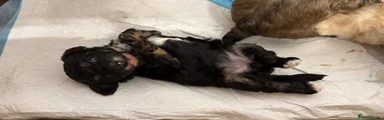 Mixed Breed 3
