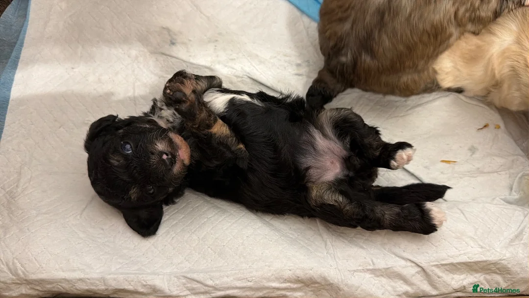 Mixed Breed dogs for sale: Havanese x Poochon mix pups in Birmingham - Advert 2