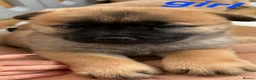 Mixed Breed dogs for sale: Chow cross puppies  - Advert 3
