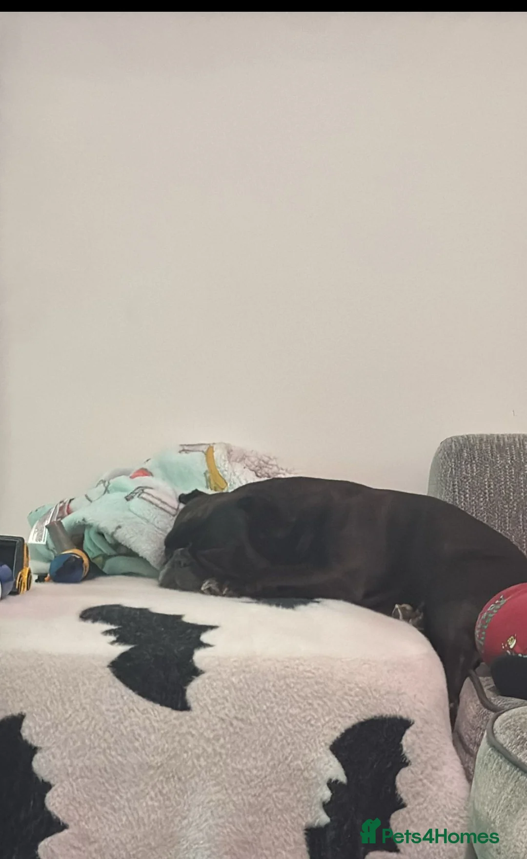 French Bulldog dogs for sale: 5 year old Frenchie looking for a loving home  - Advert 5