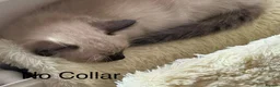 Ragdoll cats for sale: RAGDOLL KITTENS £525 ONLY 2 LEFT - Advert 5