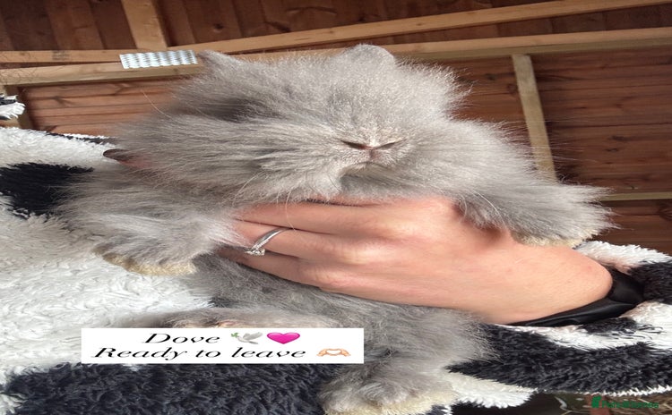Lionhead rabbits - Advert 7