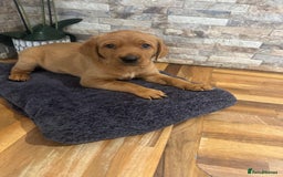 Labrador Retriever dogs for sale: Red Labrador puppies  - Image 5