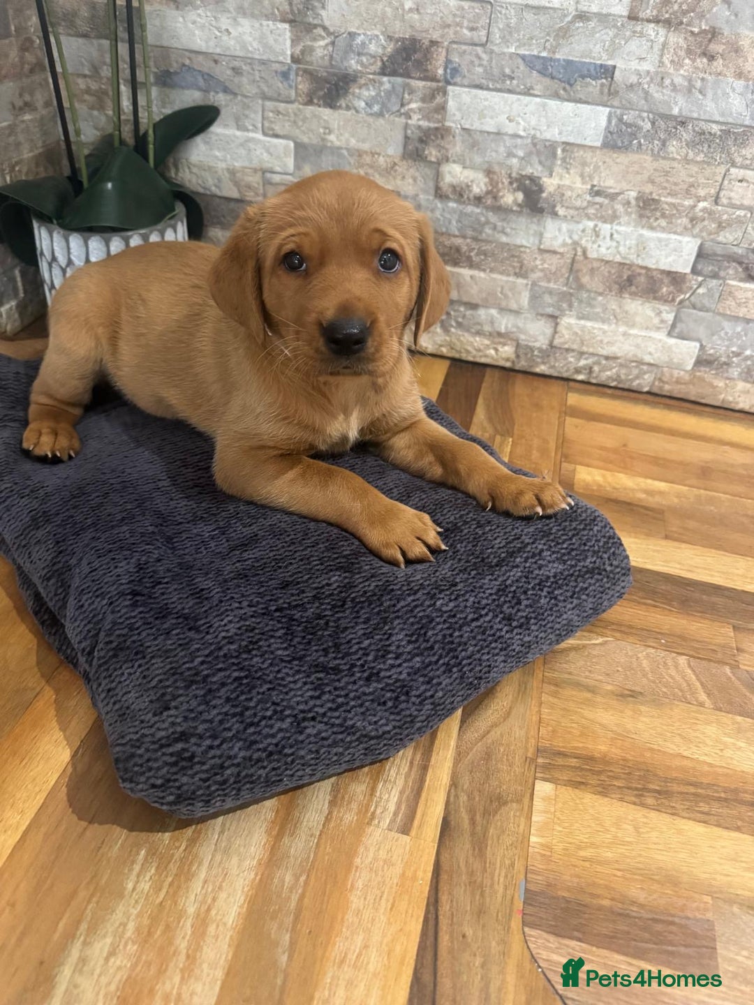 Labrador Retriever dogs for sale: Red Labrador puppies  - Image 5