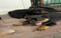 Rottweiler dogs for sale: Rottweiler puppies - 1 boy 3 girls, 4 weeks old - Image 1