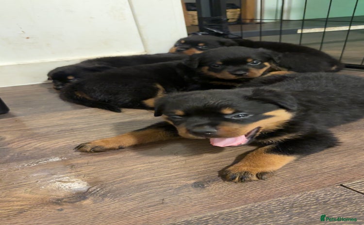 Rottweiler dogs - Advert 1