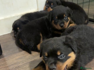 Rottweiler dogs - Advert 8