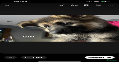 German Shepherd dogs - Advert 11